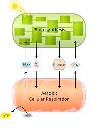 Maybe you would like to learn more about one of these? Overview Of Cellular Respiration Human Physiology Openstax Cnx