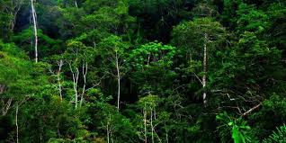 Kawasan pantai pahang, johor dan melaka. Sumber Hutan Other Quiz Quizizz