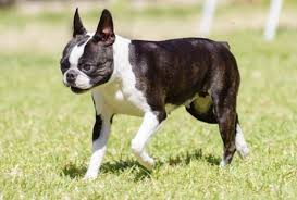 They love people and want to please their owners. Is The All American Boston Terrier A Good Dog For You K9 Web