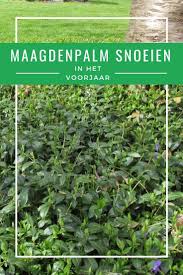 wat doe je tegen onkruid in de tuin tuin onkruid bestrijden tuinieren