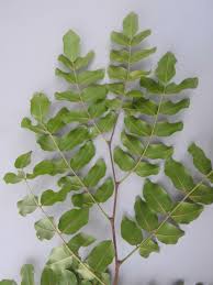 Image result for Dialium schlechteri