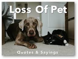 It gives us a chance to say farewell one last time, as our pet crosses over. Sympathy Quotes Sayings For Loss Of Pet