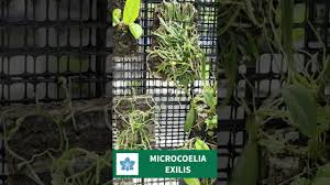 Image result for Microcoelia exilis