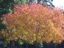 Ordering by common name | order by latin name. 5 Best Texas Shade Trees Blog Preservation Tree Services Dallas Fort Worth Tx