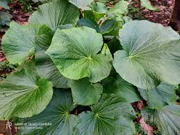 Image result for Piper umbellatum