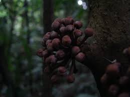 Image result for Englerophytum rwandense