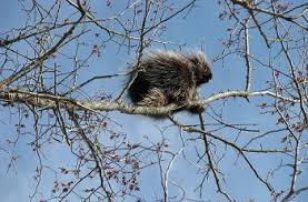 An exhibitionist female author is drawn to a blind voyeur record producer. Hedgehog Vs Porcupine Study Com