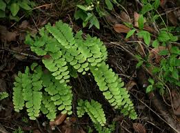 Image result for Adiantum soboliferum