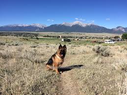 We want to thank you for your interest in helping german shepherd rescue of the rockies by opening up your homes, families, and hearts to help a. West German Shepherds