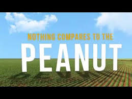 How Peanuts Grow National Peanut Board