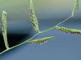 Image result for Paspalum plicatulum