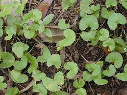 Image result for Centella asiatica