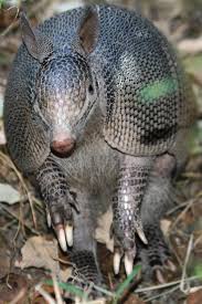 Image From Https Upload Wikimedia Org Wikipedia Commons 4 4c Armadillo En Montemorelos Jpg Rainforest Animals Amazon Rainforest Animals Armadillo
