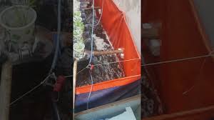 Yang mahal itu bikin raknya beli besi siku lubang lubang yang tebal udah lengkap dengan baut, siku, dan kaki pelastiknya, merek artco beli 2 pack. Ikan Nila Kolam Terpal Rakus Makan Aquaponik Ikan Nila Kolam Terpal Urban Ag Report