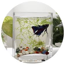 First of all, all actual fishkeepers will let you know that you don't really want to do full water changes because you risk killing off your beneficial bacteria that has been established in the tank, on things. Betta Fish The Ultimate Guide To Betta Fish Care Tank Setup