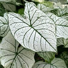 Caladium White Christmas In 2020 White Plants Caladium Christmas Plants