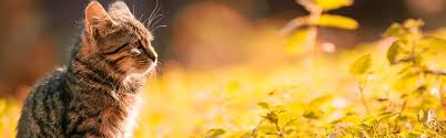Wurmer Bei Katzen Verbreitung Symptome Therapie