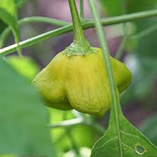Image result for Capsicum baccatum