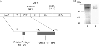 Night, @ 128777999463:274:willkommen österreich translated. A Schematic Drawing Of The Hev Orf1 And Mett Pcp Construct Two Download Scientific Diagram