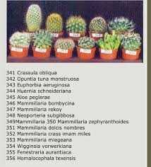 Más o menos grande, no importa, lo realmente interesante es saber cómo utilizar las plantas para sacar su máximo partido. 58373980 2620753137938905 6252677985824931840 N Suculentas Tipos De Plantas Suculentas Plantas Suculentas