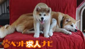 ペット業界の総合求人サイト