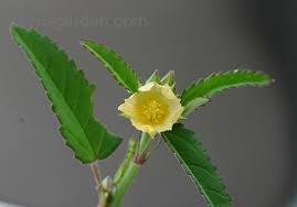 Image result for Sida spinosa