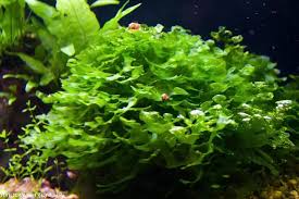 Image result for Lomariopsis rossii