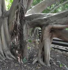 Image result for Ficus craterostoma