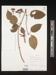 Image result for Clerodendrum umbellatum