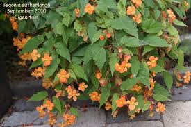 Image result for Begonia sutherlandii