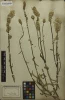 Image result for Neojeffreya