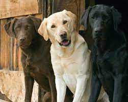 Dog Breeds For First Time Owners Best Temperament Dogs Wohnung Hund Hunderassen Hunde