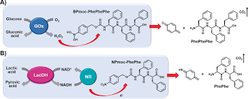 Alierris was raised in a small town called innsmouth. Stimuliresponsive Auf Biomolekulen Basierende Hydrogele Und Ihre Anwendungen Vazquez Gonzalez 2020 Angewandte Chemie Wiley Online Library