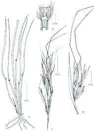 Image result for Hyperthelia dissoluta