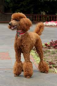 Pin On Dogs Outdoors