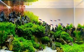 5 Ikan Yang Cocok Dipelihara Dalam Aquascape Okezone Lifestyle