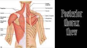The muscles of the shoulder and back chart shows how the many. Thorax And Shoulder Muscles Song Parody Youtube Neck And Shoulder Muscles Shoulder Muscles Muscle Diagram