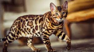 6 Spotted Cat Breeds | BeChewy
