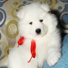Our samoyed puppies for sale will bring beauty. Samoyed Puppies For Sale Los Gatos Ca 342943 Petzlover