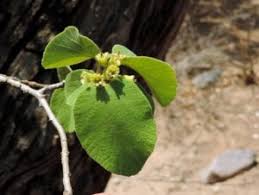 Image result for Cordia pilosissima