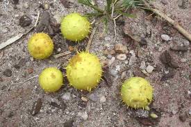 Image result for Cucumis myriocarpus