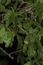 Image result for Diospyros mespiliformis