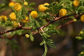 Image result for Acacia eriocarpa