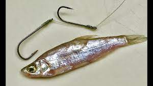 9 Ways To Hook 3 Fish Bait Diy Fishing 9 Cach Moc Mồi Thong Thường Youtube Fish Fishing Bait Fishing Tips