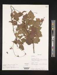 Image result for Rhynchosia pseudoteramnoides