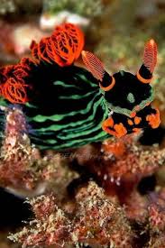 pin de darkkittee s favorites en the incredible little nudibranch nudibranquios tardigrados criaturas del mar