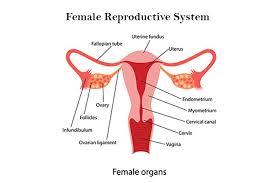 The internal reproductive organs in the female include: Female Reproductive System Anatomy Diagram Parts Function