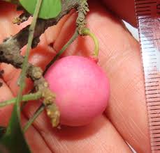 Image result for Haplocoelum