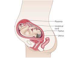 28 Weeks Pregnant Raising Children Network