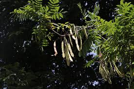 Image result for Millettia dura